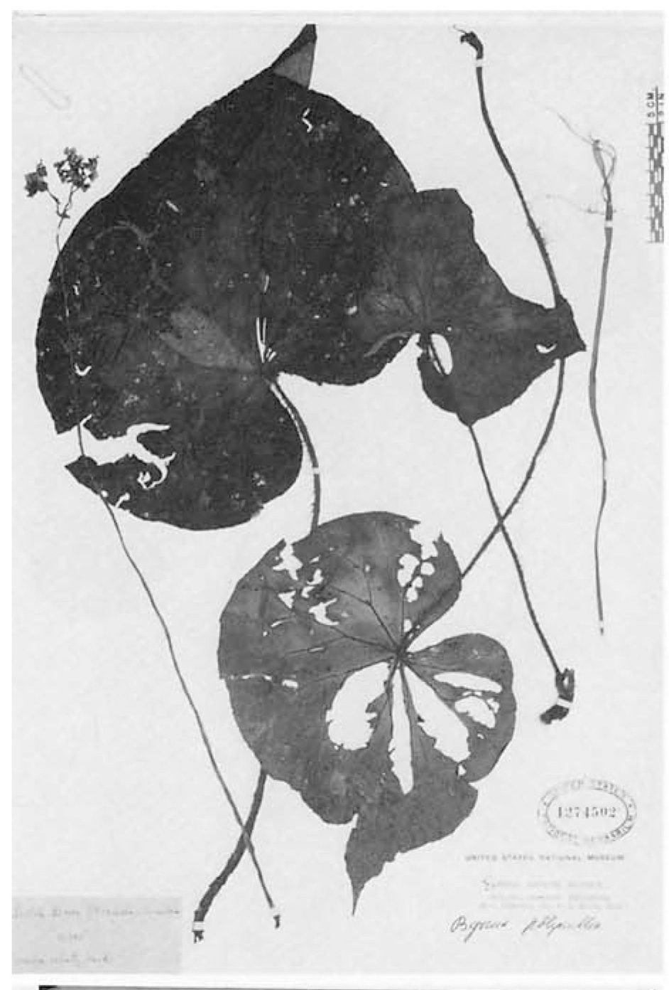 B. sychnantha